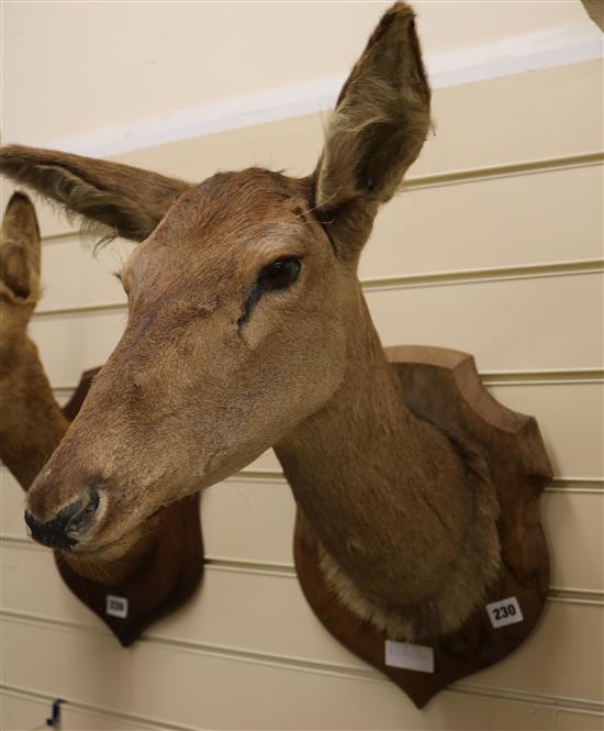 A taxidermy deers head